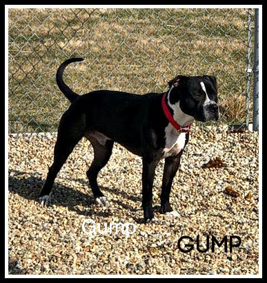 Gump - Humane Society of Logan County